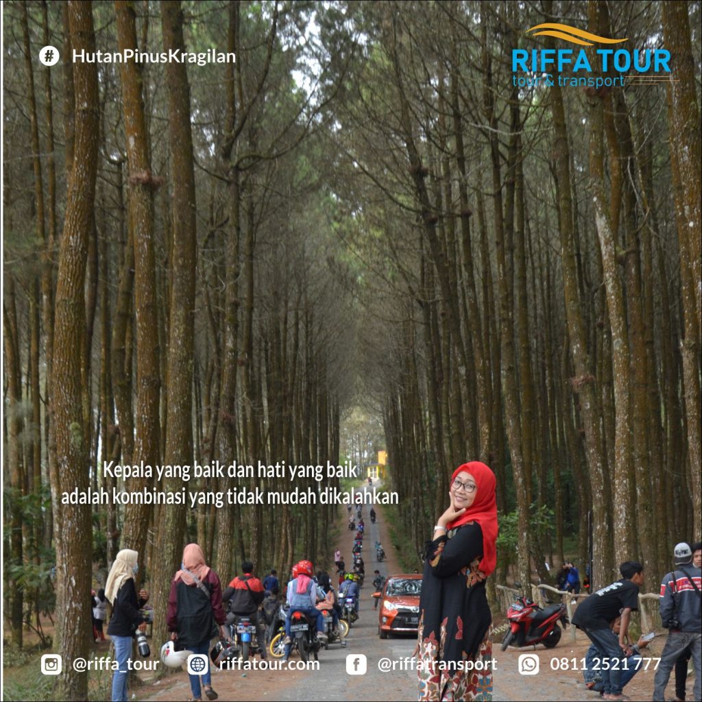 Tegarnya pohon Pinus di Kragilan Magelang